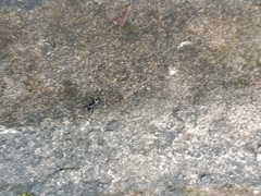 Steatoda cingulata