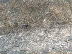 Steatoda cingulata