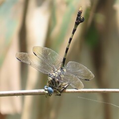 Ictinogomphus ferox