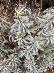 Euphorbia amygdaloides