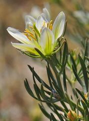 Peganum harmala