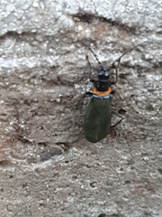 Chauliognathus lugubris
