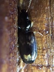 Anomotarus variegatus