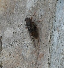 Birrima varians