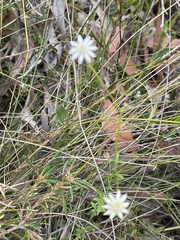 Actinotus minor