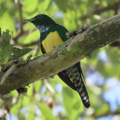 Chrysococcyx cupreus