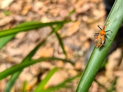 Gminatus