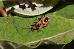 Melanerythrus mactans