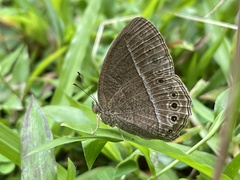 Mycalesis janardana