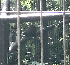 Callosciurus caniceps