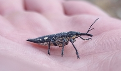 Rhinotia bidentata