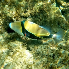 Rhinecanthus rectangulus