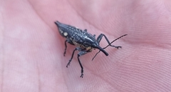 Rhinotia bidentata