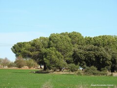 Pinus pinea