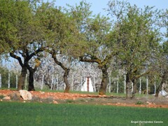Prunus amygdalus