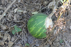 Cucurbita argyrosperma