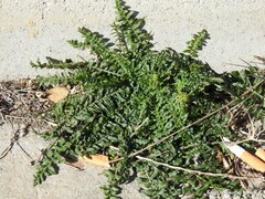 Reseda suffruticosa