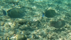 Acanthurus