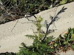 Reseda suffruticosa