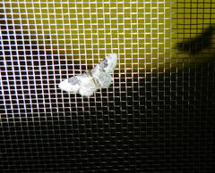 Idaea rusticata