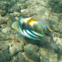 Rhinecanthus aculeatus