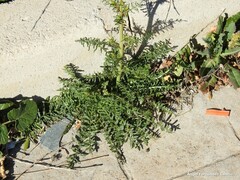 Reseda suffruticosa
