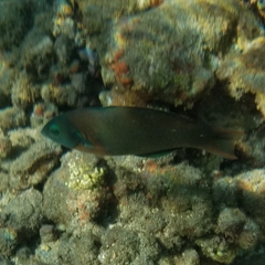 Thalassoma