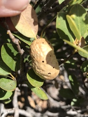 Disholandricus reniformis