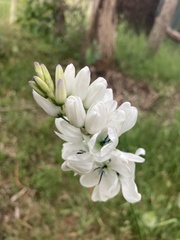 Ixia polystachya