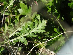 Papaver dubium