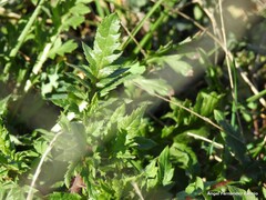Papaver rhoeas