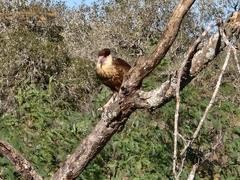 Caracara plancus cheriway