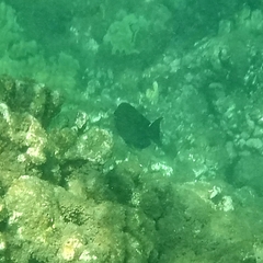Acanthuridae