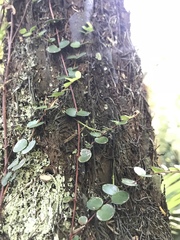 Phasmatinae