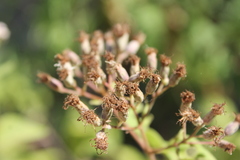 Chromolaena collina