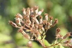 Chromolaena collina