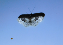 Idaea rusticata