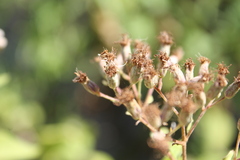 Chromolaena collina