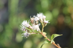 Chromolaena collina