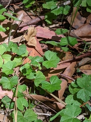 Hydrocotyle hirta