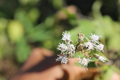 Chromolaena collina
