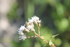 Chromolaena collina