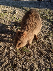 Setonix brachyurus