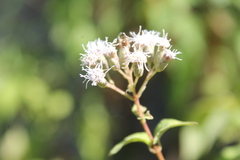 Chromolaena collina