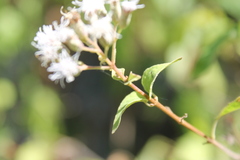 Chromolaena collina