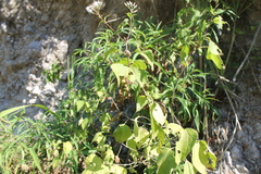 Chromolaena collina