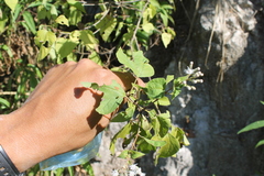 Chromolaena collina