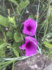 Ipomoea oblongata