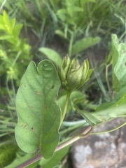Ipomoea oblongata