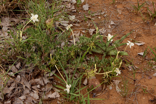 Barleria capitata image